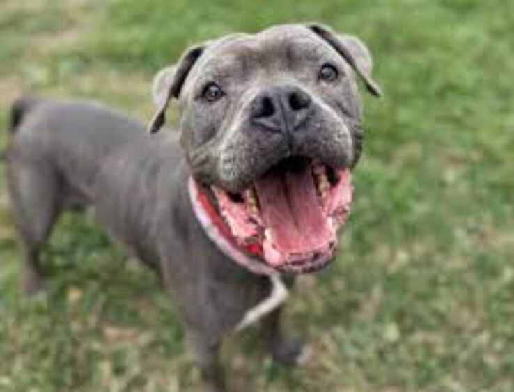 Dog agility practice